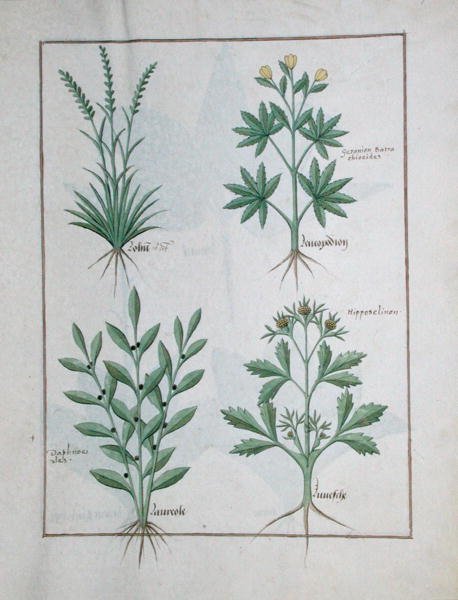 Top row- Lolni and Geranium. Bottom row- Daphnoides and Parsley, illustration from The Book of Simple Medicines, by Matteaus Platearius d.c.1161 c.1470