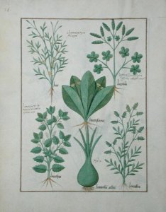 Top row- Yellow Bugle, Incensaria and Lupius. Bottom row- Dogs Mercury, Lily Leek and Lentilles, illustration from The Book of Simple Medicines, by Matteaus Platearius d.c.1161 c.1470