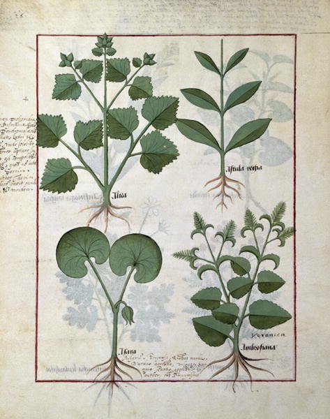 Top row- Marshmallow and Hastula Regia. Bottom row- Asarabacca and Speedwell, illustration from The Simple Book of Medicines by Matteaus Platearius d.c.1161 c.147