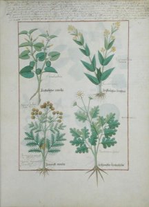 Top row- Ligustrum and Acanthus. Bottom row- Grass plant and Apollinaris, illustration from The Book of Simple Medicines, by Matthaeus Platearius d.c.1161 c.1470