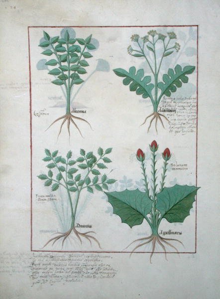 Top row- Ligustrum and Acanthus. Bottom row- Grass plant and Apollinaris, illustration from The Book of Simple Medicines, by Matthaeus Platearius d.c.1161 c.1470