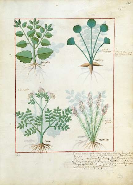 Top row- Salt Bush and Anthora. Bottom row- Absinthium and Cardamom, illustration from The Simple Book of Medicines by Mattheaus Platearius d.c.1161 c.1470