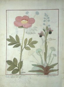 Paeonia or Peony, and Orchis myanthos, illustration from The Book of Simple Medicines by Mattheaus Platearius d.c.1161 c.1470