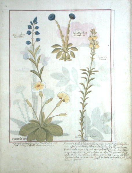 Top row- Onobrychis or Sainfoin, and Aphyllanthes. Bottom row- Linaria Lutea, and Primula Veris or Primrose, illustration from The Book of Simple Medicines by Mattheaus Platearius d.c.1161 c.1470