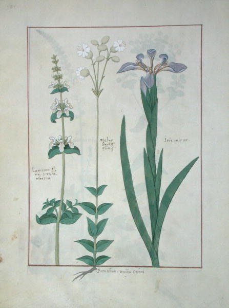 Lamium Album or White Dead Nettle, Melandryon, and Iris Minor, illustration from The Book of Simple Medicines by Mattheaus Platearius d.c.1161 c.1470