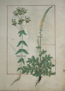 Top row- Orchid and Fumitory or Bleeding Heart. Bottom row- Hedera and Iris, illustration from The Book of Simple Medicines by Mattheaus Platearius d.c.1161 c.1470