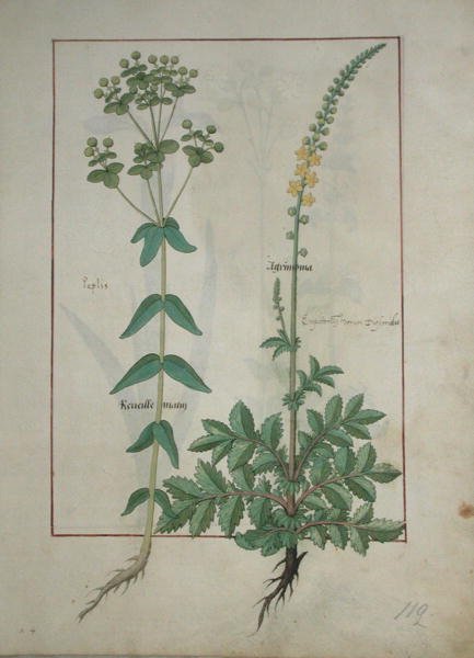 Reveille Matin and Agrimonia, illustration from The Book of Simple Medicines by Mattheaus Platearius d.c.1161 c.1470