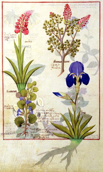 Top row- Orchid and Fumitory or Bleeding Heart. Bottom row- Hedera and Iris, illustration from The Book of Simple Medicines by Mattheaus Platearius d.c.1161 c.1470