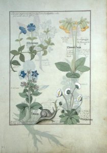 Top row- Orchid and Fumitory or Bleeding Heart. Bottom row- Hedera and Iris, illustration from The Book of Simple Medicines by Mattheaus Platearius d.c.1161 c.1470