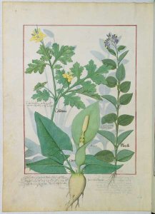 Greater Celandine or Poppy, Solanum or Nightshade, and Aron, illustration from The Book of Simple Medicines by Mattheaus Platearius d.c.1161 c.1470