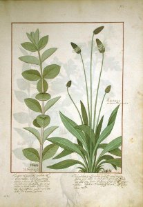 Abutilon Theophrasti, or Velvet Leaf, illustration from The Book of Simple Medicines by Mattheaus Platearius d.c.1161 c.1470