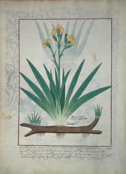 Abutilon Theophrasti, or Velvet Leaf, illustration from The Book of Simple Medicines by Mattheaus Platearius d.c.1161 c.1470