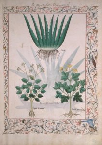 Abutilon Theophrasti, or Velvet Leaf, illustration from The Book of Simple Medicines by Mattheaus Platearius d.c.1161 c.1470