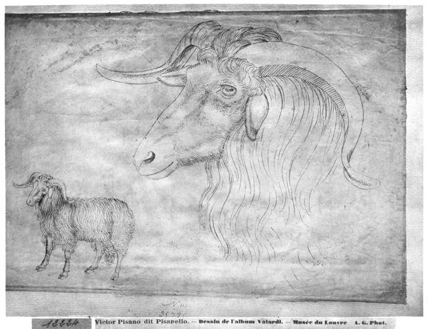 Ram and head of a ram, from the The Vallardi Album