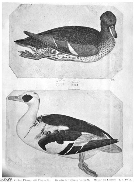 Ducks, from the The Vallardi Album