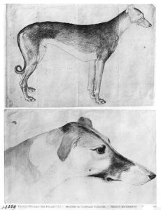 Greyhound and head of a greyhound, from the The Vallardi Album