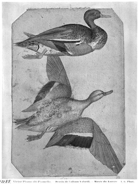 Ducks, from the The Vallardi Album 2