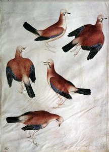 Five Jays, from the Vallardi Album