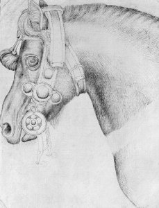 Head of a horse, from the The Vallardi Album 2