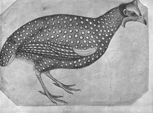 Guinea Fowl, from the The Vallardi Album