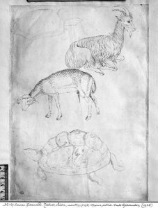 Two tortoises, goat and sheep, from the The Vallardi Album