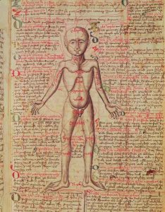 Anatomy of the human body, from 'Tractatus de Pestilencia'