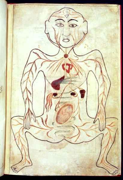 Organic Members and the Embryo in the Human Body