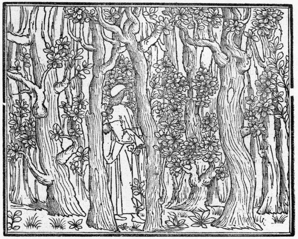 Poliphilus in a Wood 1499