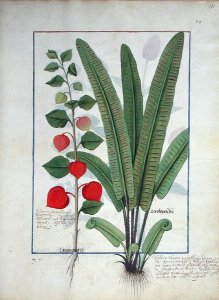 Physalis left Illustration from the Book of Simple Medicines by Mattheaus Platearius d.c.1161 c.1470