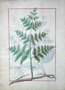 Illustration from the Book of Simple Medicines by Mattheaus Platearius d.c.1161 c.1470 2