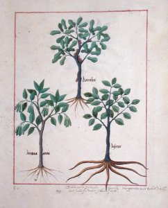 Illustration from the Book of Simple Medicines by Mattheaus Platearius d.c.1161 c.1470 11