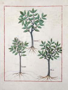 Illustration from the Book of Simple Medicines by Mattheaus Platearius d.c.1161 c.1470 12