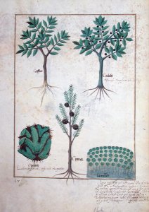 Illustration from the Book of Simple Medicines by Mattheaus Platearius d.c.1161 c.1470 16