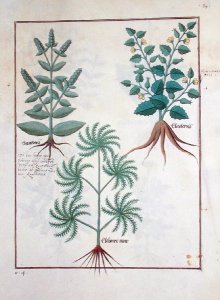 Lavender, Hellebore, and a relative of the Cucumber family, Illustration from the Book of Simple Medicines by Mattheaus Platearius d.c.1161 c.1470