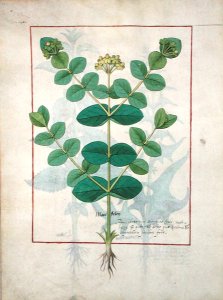 Flower, Illustration from the Book of Simple Medicines by Mattheaus Platearius d.c.1161 c.1470