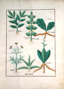 Ferns and Shrubs, Illustration from the Book of Simple Medicines by Mattheaus Platearius d.c.1161 c.1470