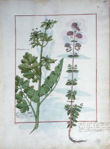 Illustration from the Book of Simple Medicines by Mattheaus Platearius d.c.1161 c.1470 49