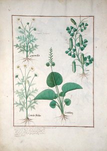 Chamomile (top left) and Cucumber (right) Illustration from The Book of Simple Medicines by Mattheaus Platearius d.c.1161 c.1470