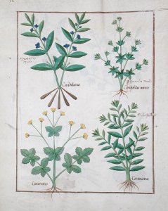 Illustration from the Book of Simple Medicines by Mattheaus Platearius d.c.1161 c.1470 51