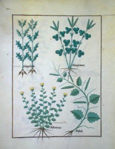 Top row- Filipendula. Bottom row- Fistularia and Faseolus, illustration from The Book of Simple Medicines, by Mattheaus Platearius d.c.1161 c.1470