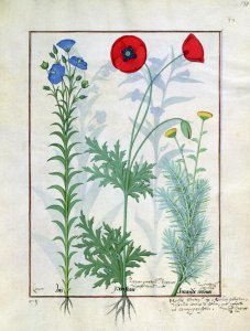 Linum, Garden poppies and Abrotanum, illustration from The Book of Simple Medicines, by Mattheaus Platearius d.c.1161 c.1470