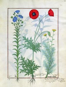 Linum, Garden poppies and Abrotanum, illustration from The Book of Simple Medicines, by Mattheaus Platearius d.c.1161 c.1470