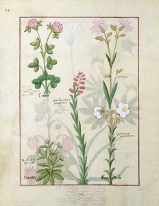 Top row- Red clover and Aube. Bottom row- Bellidis species, Onobrychis and Hyssopus nemorum, illustration from The Book of Simple Medicines, by Mattheaus Platearius d.c.1161 c.1470