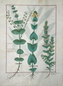 Chamaedrys, Common Centaury and Germander, illustration from The Book of Simple Medicines, by Mattheaus Platearius d.c.1161 c.1470