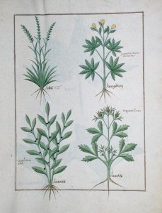 Top row- Lolni and Geranium. Bottom row- Daphnoides and Parsley, illustration from The Book of Simple Medicines, by Matteaus Platearius d.c.1161 c.1470