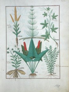 Top row- Maize, Equisetum and Labruscae flos. Bottom row- Daisy, Jarus and Marjoram, illustration from The Simple Book of Medicines, by Mattheaus Platearius d.c.1161 c.1470