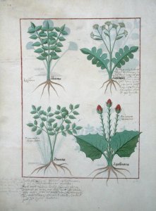 Top row- Ligustrum and Acanthus. Bottom row- Grass plant and Apollinaris, illustration from The Book of Simple Medicines, by Matthaeus Platearius d.c.1161 c.1470