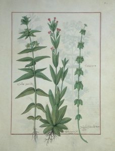 Elusae Gennus, Caraway Thyme, and Crosswort, illustration from The Book of Simple Medicines by Mattheaus Platearius d.c.1161 c.1470