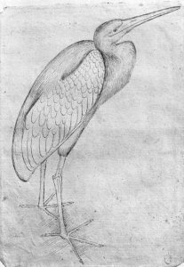 Pelican, from the The Vallardi Album