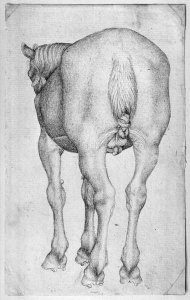 Horse, from the The Vallardi Album